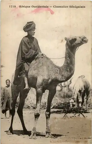 Chamelier Senegalais - camel -182938