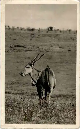 Gazelle -182860