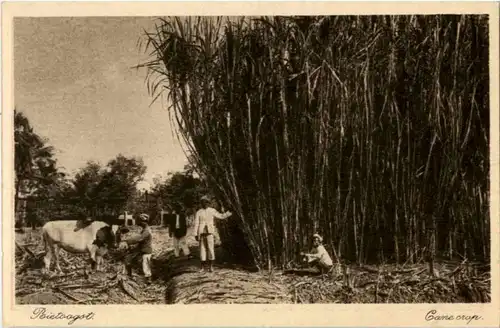 Soerabaia - Cane crop -183066