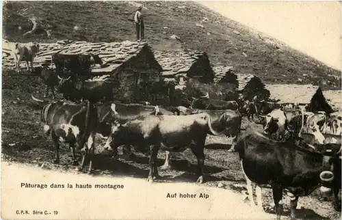 Auf hoher Alp - Cow -186976
