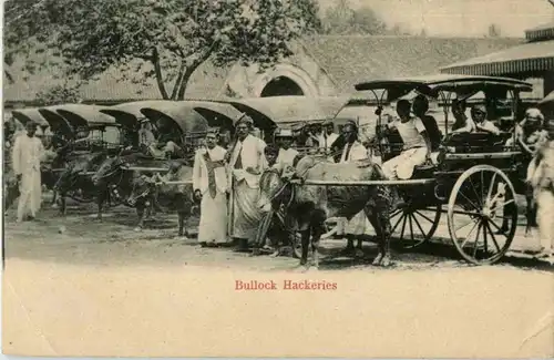 Cylon - Bullock Hackeries -182978