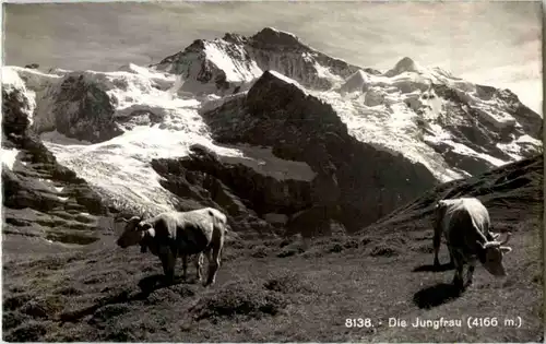 Jungfraubahn - Kühe -142290