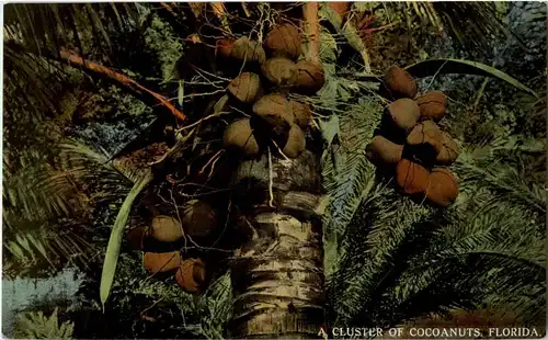 Florida - Cocoanuts -13584