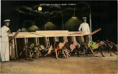 Dog Racing -13088