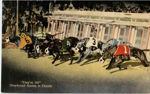 Dog Racing -13098