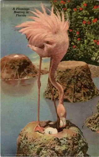 Florida - Flamingo -13676