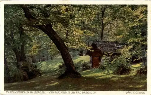 Kastanienwald im Bergell -178740
