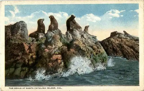 Santa Catalina Island -13604