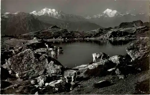 Riederalp Kühe -N7198