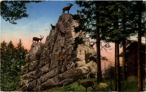 St. Gallen - Steinbockfelsen -180250