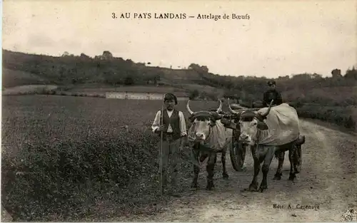 Au Pays Landais - Attelage de Boeufs -11696
