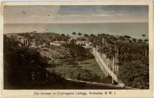 Barbados - The Avenue to Codrington college -155300