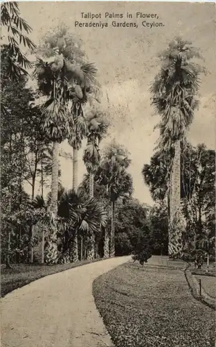 Ceylon - Talipot Palms in Flower - Peradenlya Gardens -155322