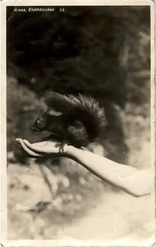Arosa - Eichhörnchen -195414