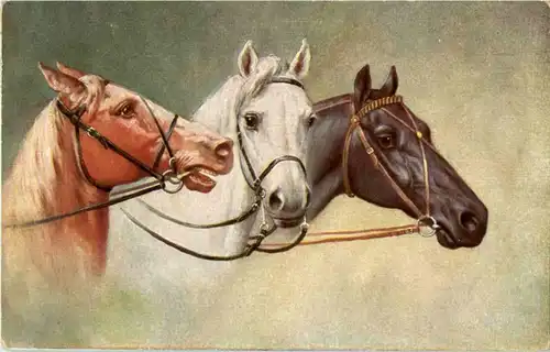 Pferd - Horse -158352