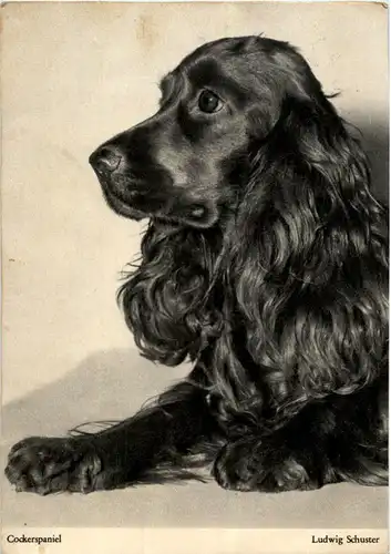 Cockerspaniel -158690