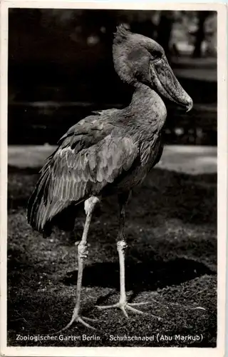 Schuhschnalbel - zoo Berlin -196776