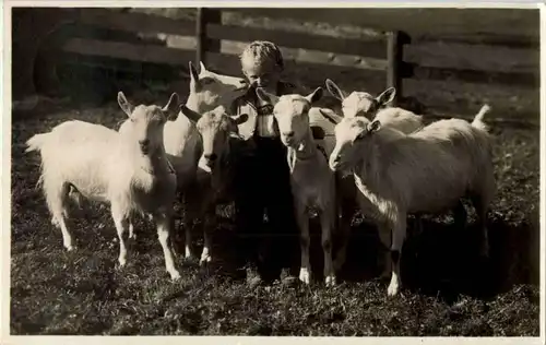 Ziegen - Goat -190694