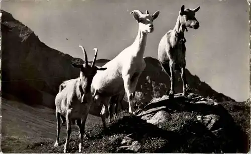 Ziegen - Goat -190696