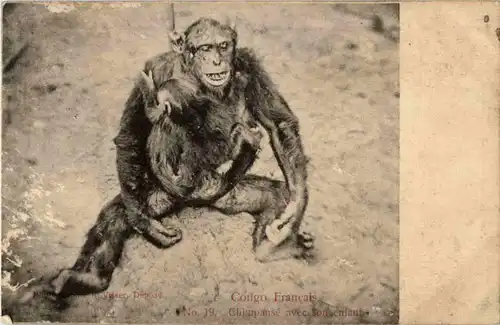 Chimpanse -191116