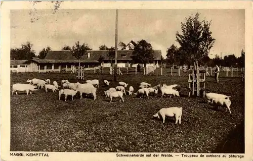 Kempttal - Maggi - Schweine -190150