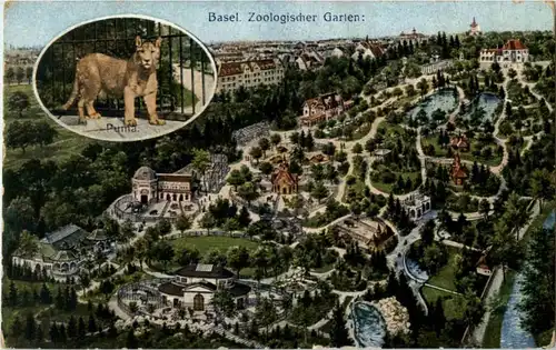 Basel - Zoo - Puma -191352