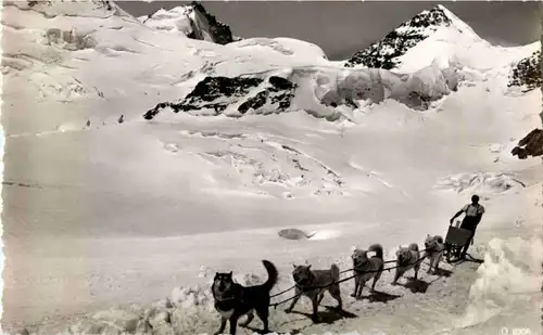 Jungfraujoch - Polarhunde -N7886