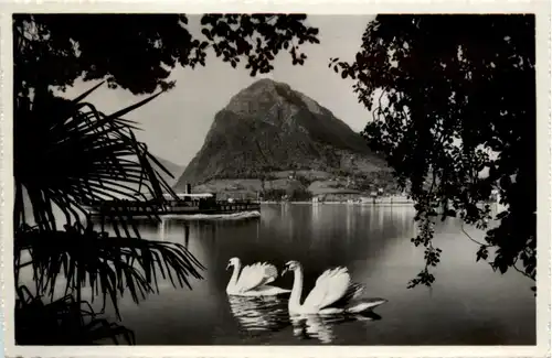 Lago di Lugano - Schwan -102456