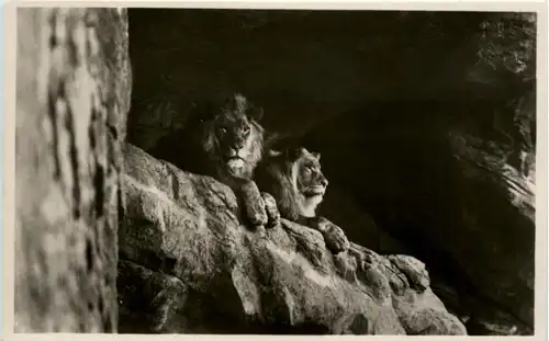 Hamburg Stellingen - Hagenbecks tierpark - Lion -103906