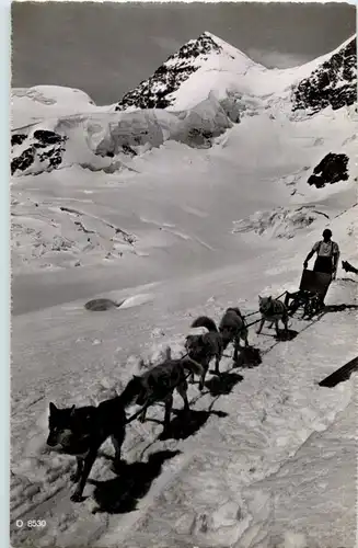 Jungfraujoch - Polarhunde -N8364