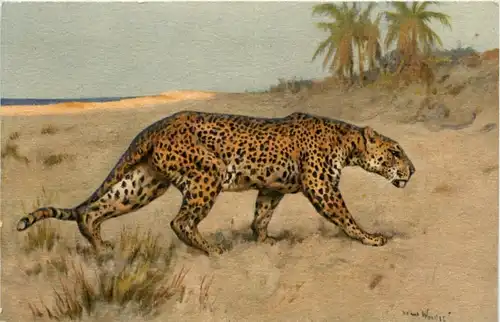 Leopard -103456