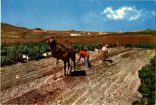 Islas Canarias - Ploughing with camel -14502