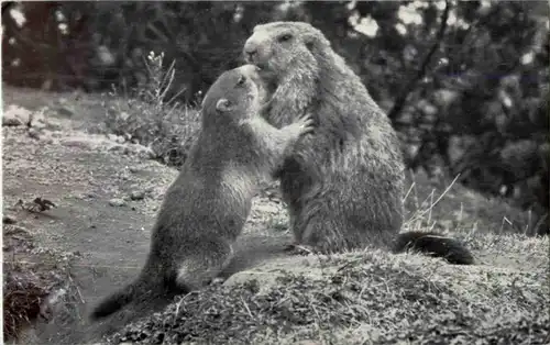 St. Gallen - Wildpark - Murmeltiere -168632