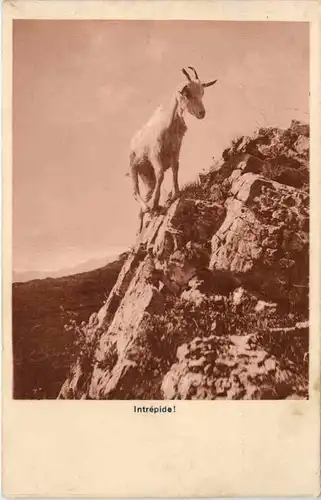Ziege - Goat -103424