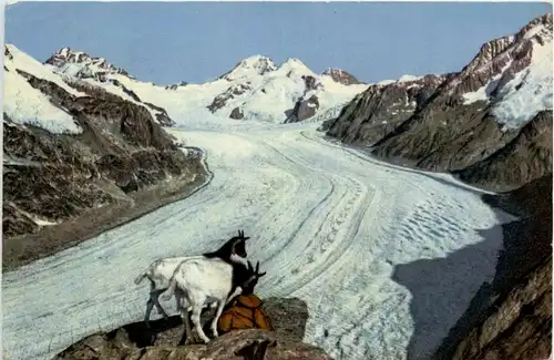 Ziegen am Eggishorn -102408