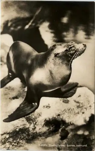 Basel Zoo - Seehund -102466