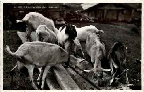 Ziege - goat -103520
