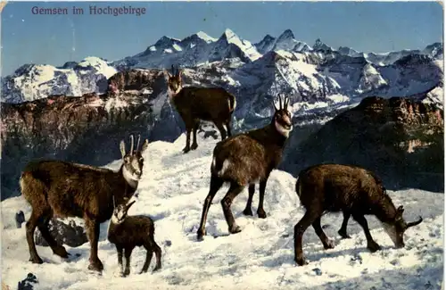 Gemsen im Hochgebirge -103612