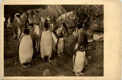 Pinguin- Carl Hagenbecks Tierpark Hamburg -206100