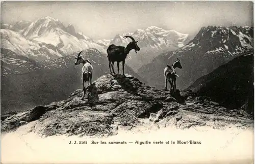 Aiguille verte et le Mont Blanc - Ziegen Goat -205288
