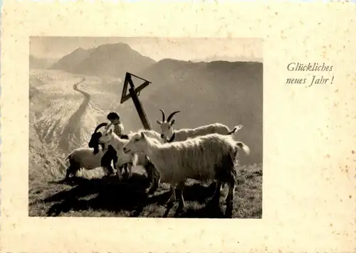 Goat Ziegen -206964