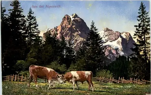 Aus der Alpenwelt - Kühe -209910