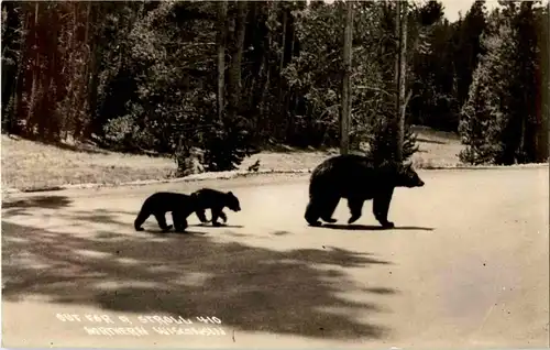 Bear - Wisconsin -14342