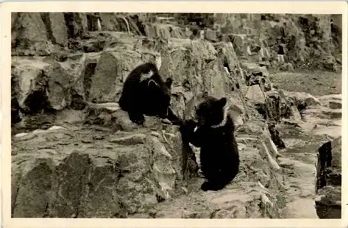 Torgau - Bär -87490