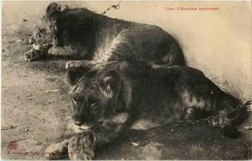 Lions d Abyssinie apprivoises -88226