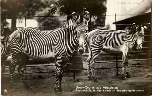 Grevy Zebras -88402