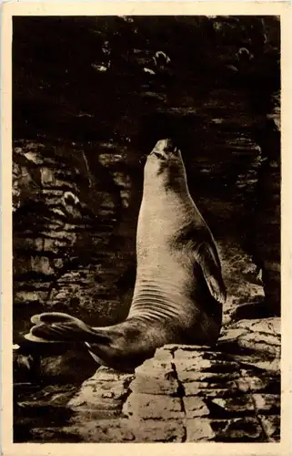 Hamburg - Carl Hagenbecks Tierpark - See Elefant -87528