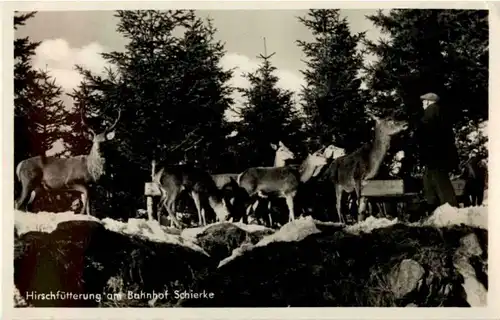 Schierke - Hiurschfütterung am Bahnhof -87510