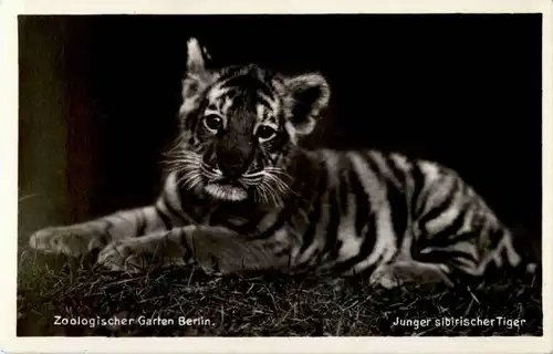 Berlin - Zoologischer Garten - Junger Tiger -87484