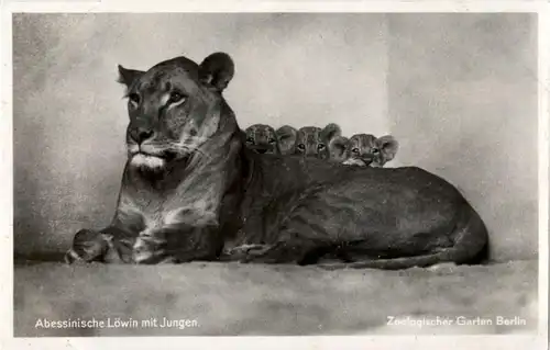 Berlin - Zoologischer Garten - Löwe - Lion -87488